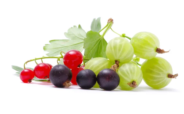 Berries — Stock Photo, Image