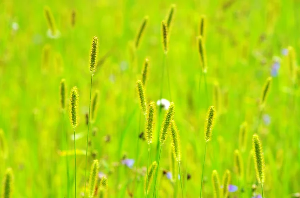 Hierba de primavera — Foto de Stock