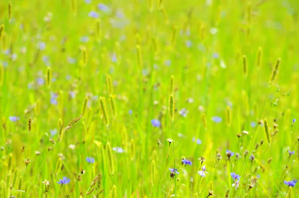 봄 잔디 — 스톡 사진