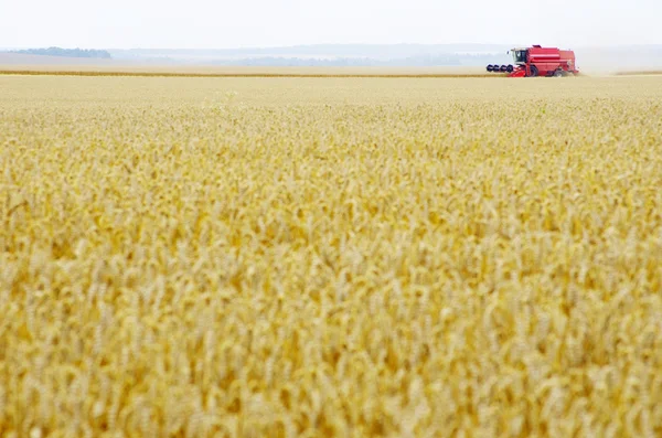 stock image Wheat field