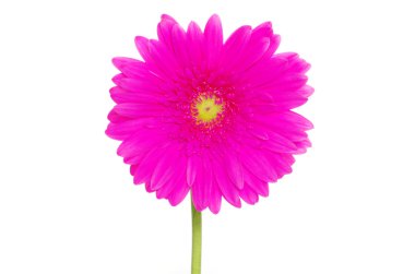 gerbera çiçek