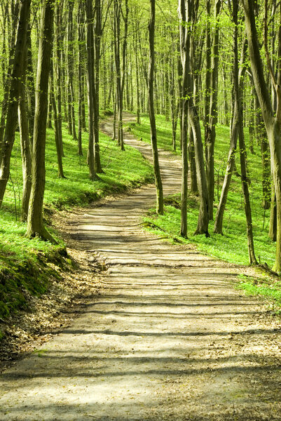 A path is in the green forest