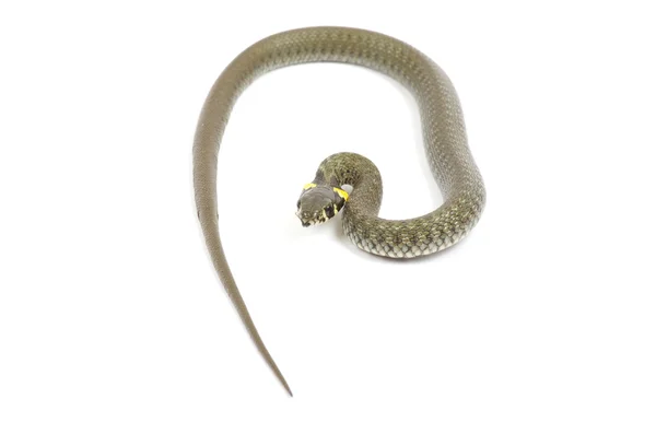 Serpente su bianco — Foto Stock