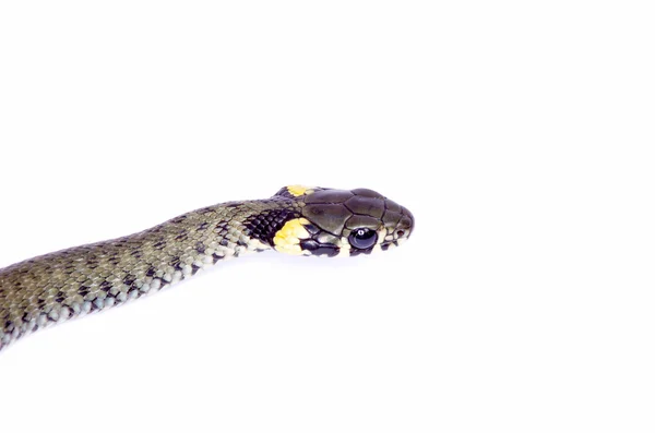 Schlange auf weiß — Stockfoto