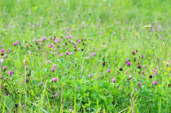 stock image Clovers