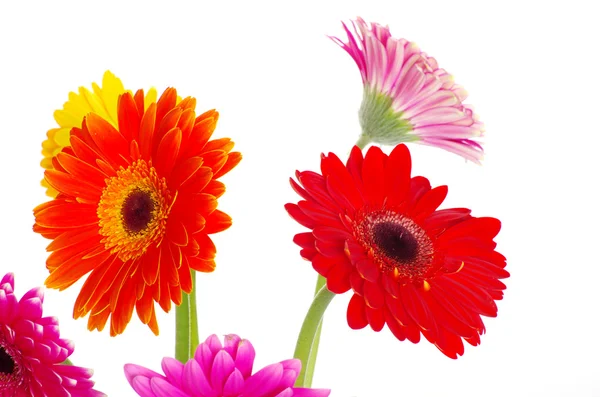Blumen Gerbera — Stockfoto
