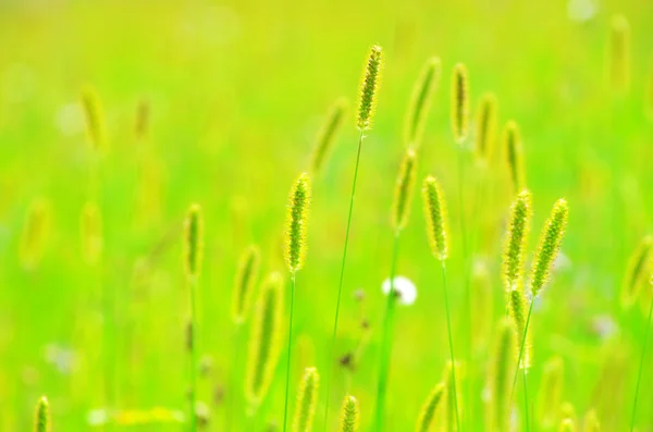 Våren gräs — Stockfoto