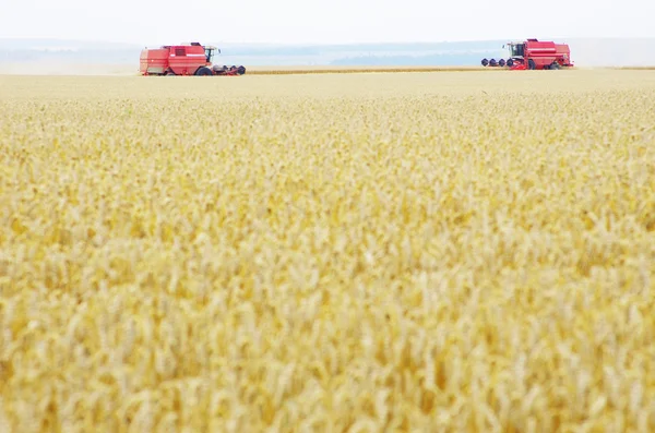 Stock image Wheat field