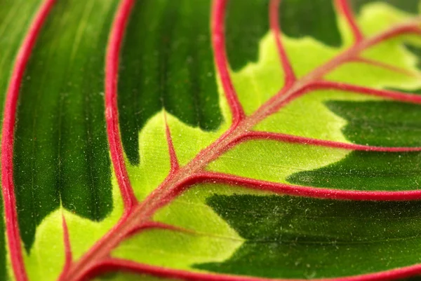 葉の構造 — ストック写真