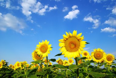 Sunflower field clipart