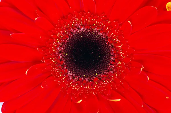 Flor de Gerbera — Foto de Stock