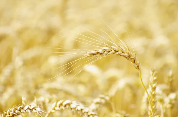 Złotej pszenicy — Zdjęcie stockowe