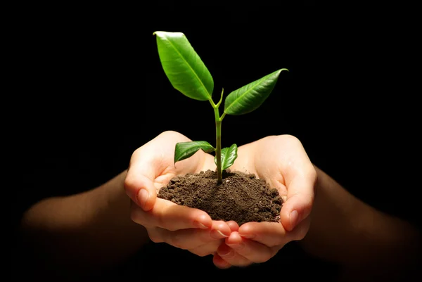 stock image Plant in hands