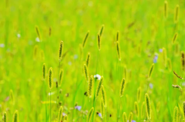 봄 잔디 — 스톡 사진