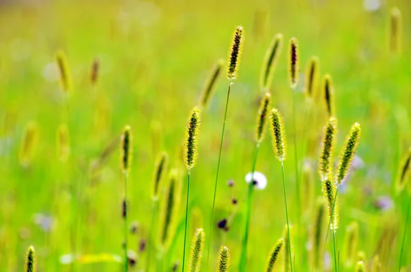 Spring grass — Stock Photo, Image