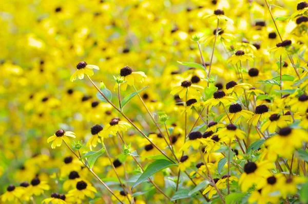 Flores amarillas — Foto de Stock