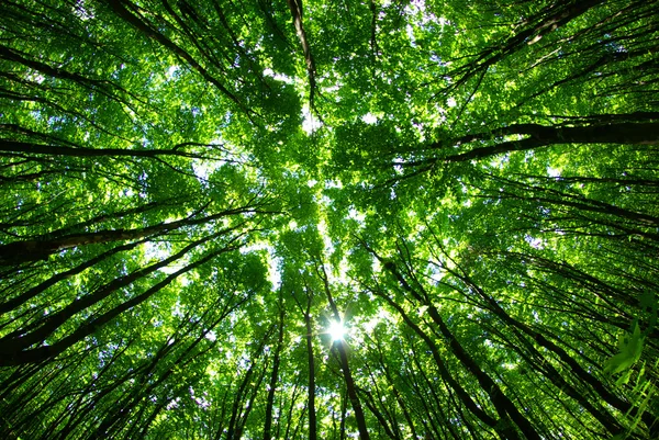Zöld erdő — Stock Fotó