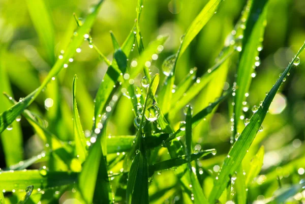 Grassprietje — Stockfoto