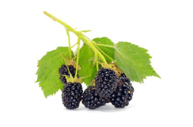 Blackberry