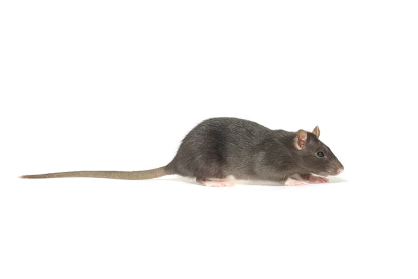 Rato em um branco — Fotografia de Stock