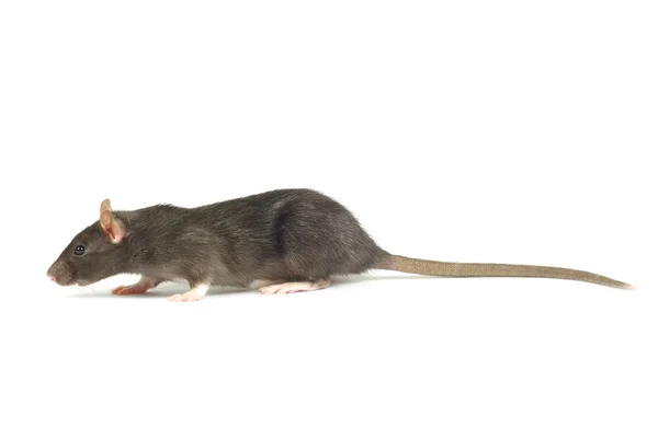 Rata sobre blanco —  Fotos de Stock