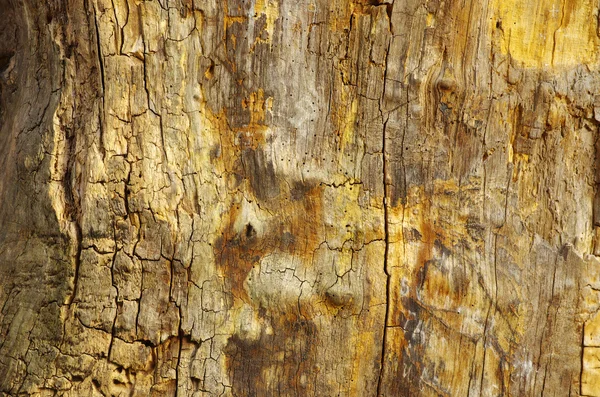 Textura lemnului — Fotografie, imagine de stoc