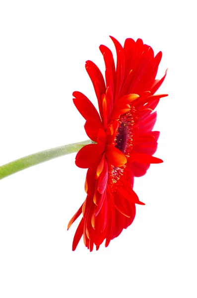 Kırmızı gerbera — Stok fotoğraf