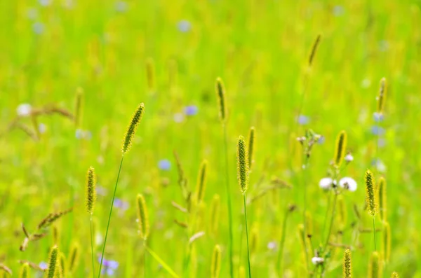 Hierba de primavera — Foto de Stock