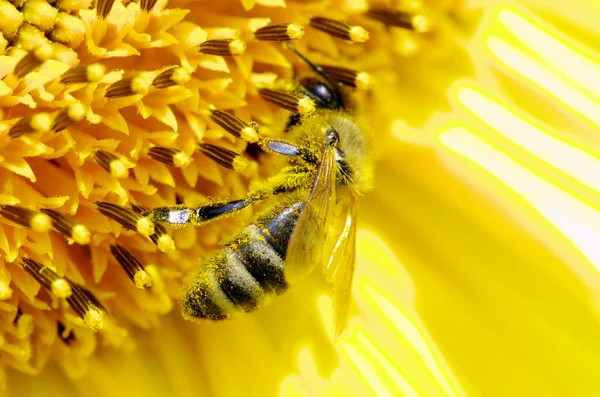 Бджола . — стокове фото