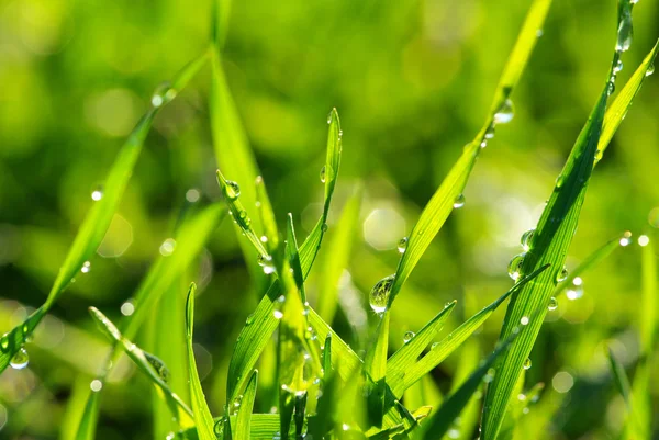 Drop on grass — Stock Photo, Image