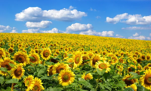 stock image Sunflower