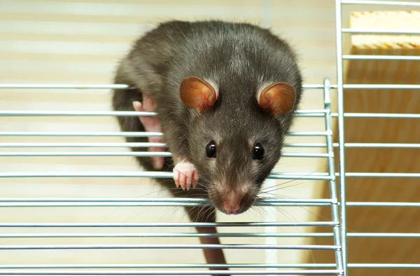 Rato senta-se na gaiola — Fotografia de Stock