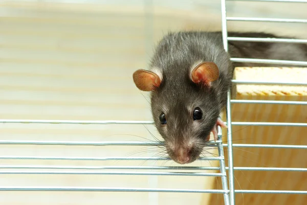 Крыса в клетке — стоковое фото