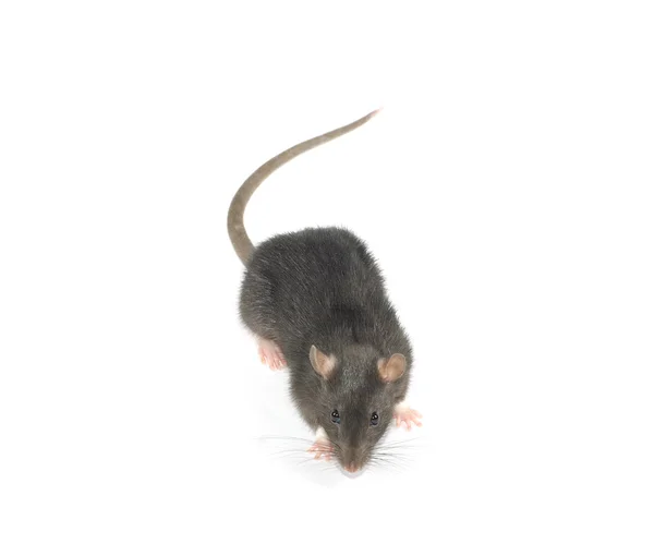 在一张白纸的老鼠 — 图库照片