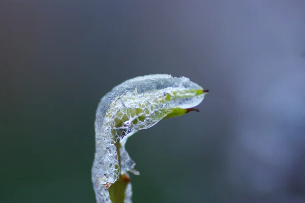 氷でブランチ — ストック写真