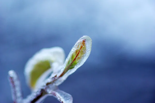 Branche avec glace — Photo