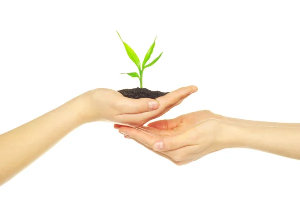 stock image Plant in hands