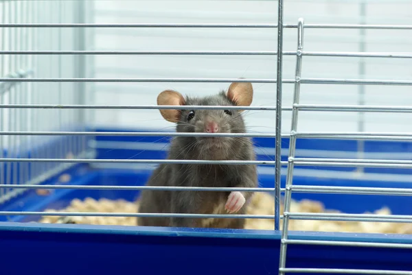 Крыса в клетке — стоковое фото