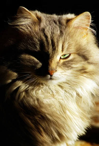 Kissan muotokuva — kuvapankkivalokuva