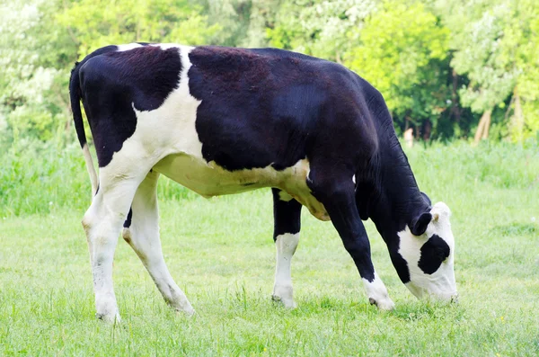 Kuh auf Grün — Stockfoto
