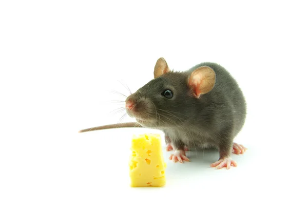 Mouse on a white — Stock Photo, Image