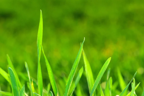 Trawnik tło — Zdjęcie stockowe