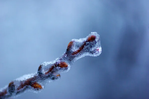 Větev s ledem — Stock fotografie