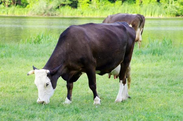 Коровы на зеленом — стоковое фото