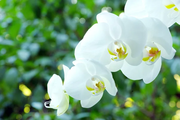 Orchidée — Photo