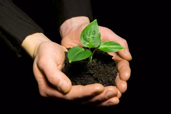 Hands holding sapling in soil — Stock Photo, Image