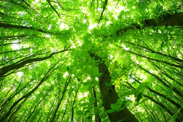 Yeşil orman — Stok fotoğraf