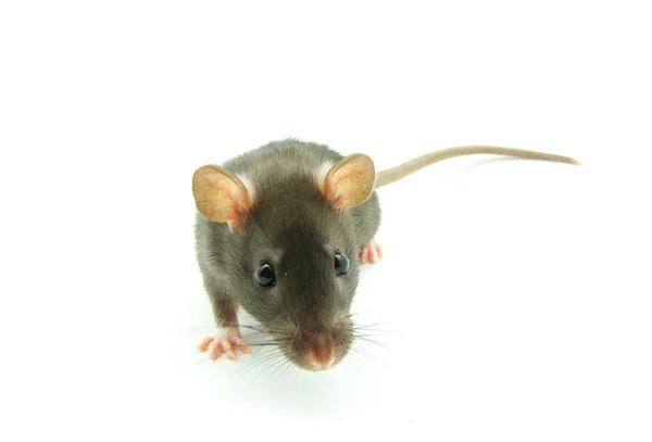 재미 있는 쥐 — 스톡 사진