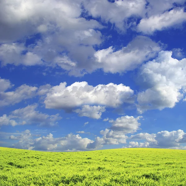 Поле и голубое небо — стоковое фото