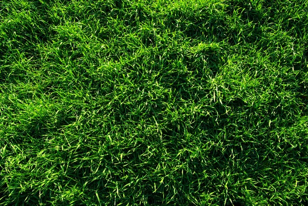 草本植物 — 图库照片